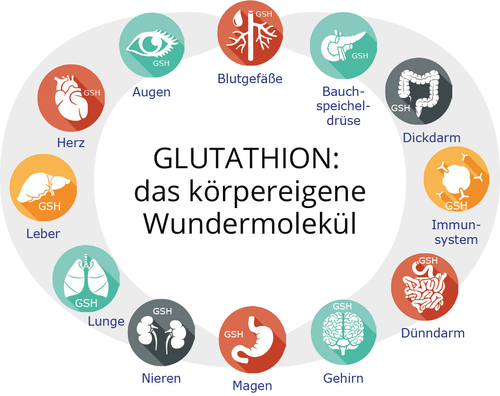 Glutathion (GSH): in allen Körperzellen vorhanden, unerlässlich für einen funktionierenden Zellstoffwechsel und ein starkes Immunsystem